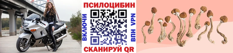 Галлюциногенные грибы Psilocybe  закладки  Аткарск 